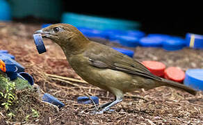 Vogelkop Bowerbird