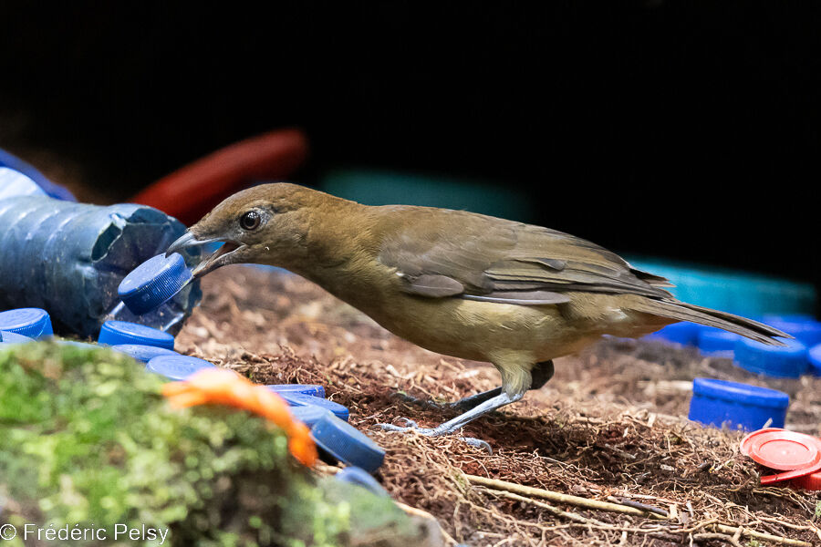 Vogelkop Bowerbird