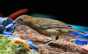 Vogelkop Bowerbird