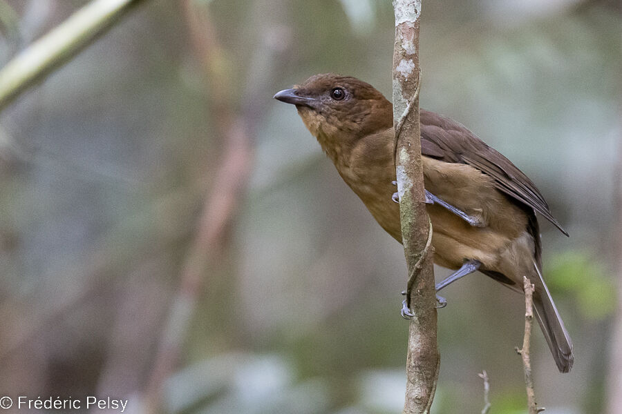 Vogelkop Bowerbird