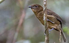 Vogelkop Bowerbird