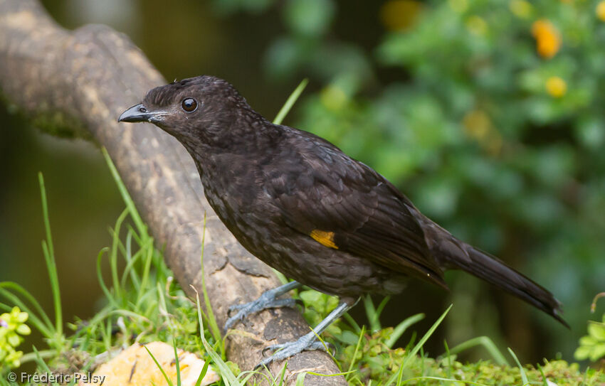 Archbold's Bowerbird female adult