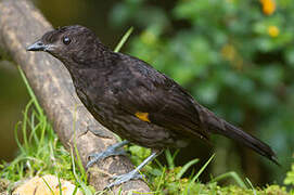 Archbold's Bowerbird