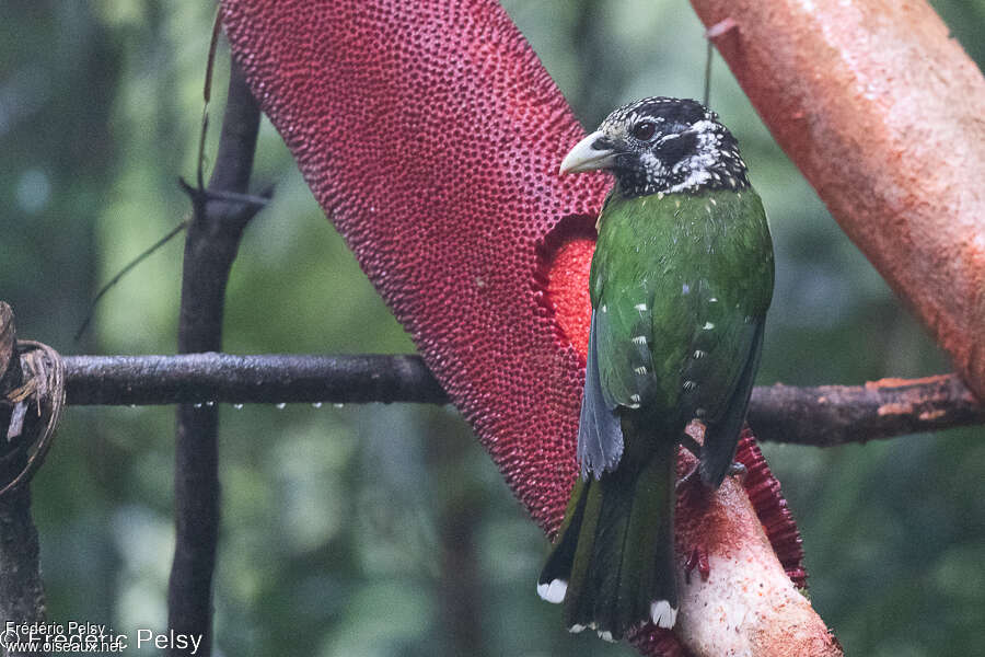 Arfak Catbird