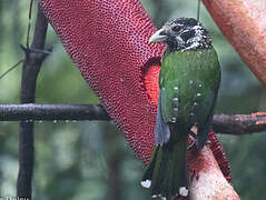 Arfak Catbird