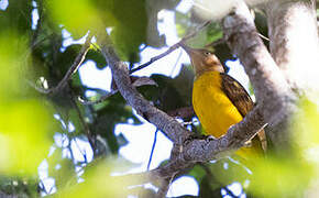 Masked Bowerbird