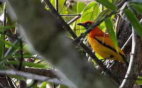 Masked Bowerbird