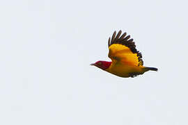 Flame Bowerbird