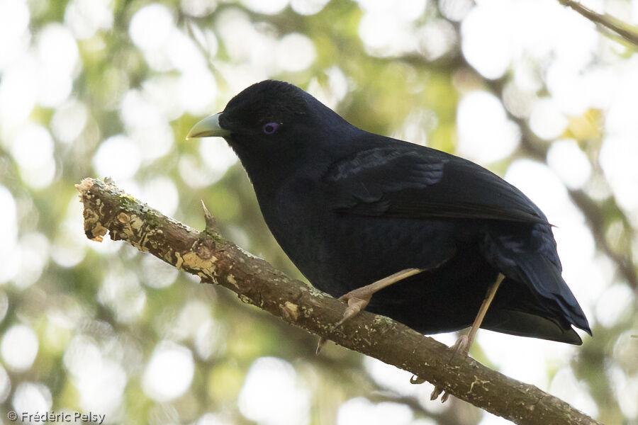 Satin Bowerbird male adult