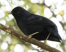 Satin Bowerbird