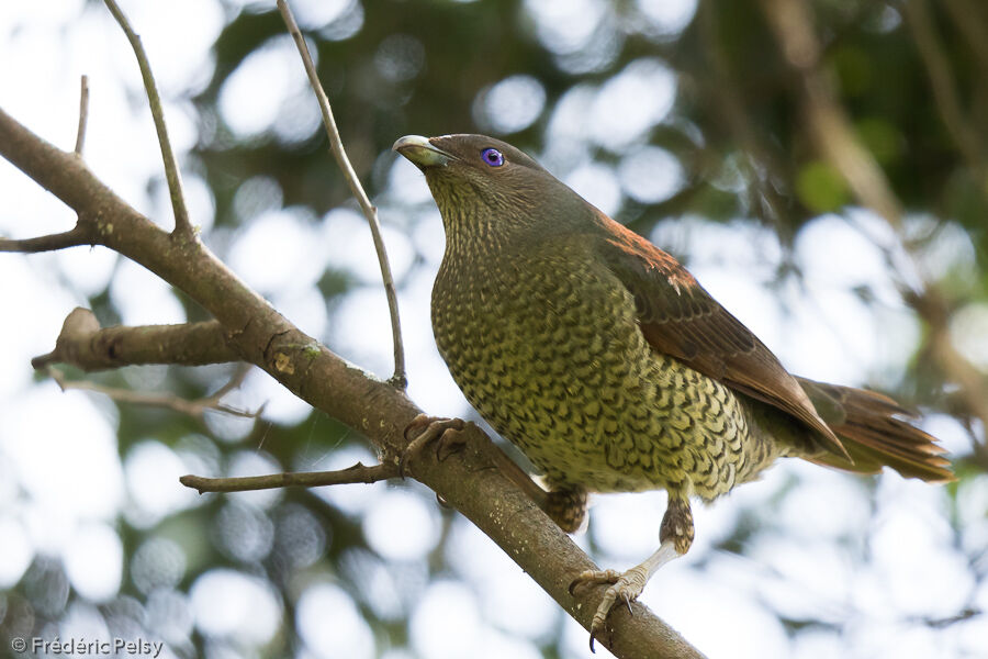 Satin Bowerbird female adult