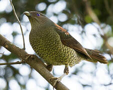 Satin Bowerbird