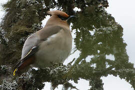 Bohemian Waxwing