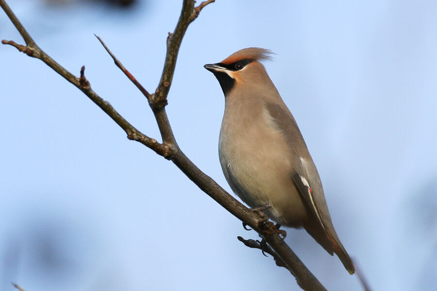 Bohemian Waxwing