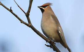 Bohemian Waxwing