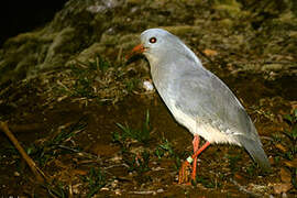 Kagu