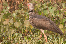 Southern Screamer