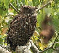 Brown Fish Owl