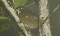 Konichon dominicain