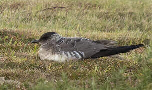 Long-tailed Jaeger