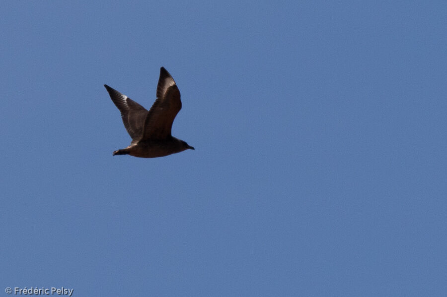 Brown Skua, Flight