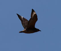 Brown Skua