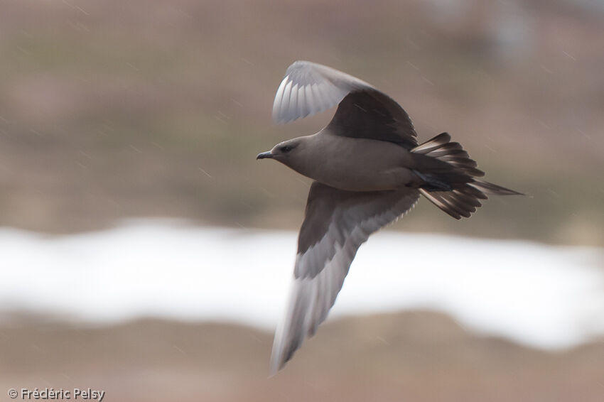 Parasitic Jaeger