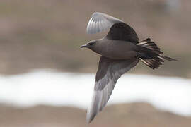 Parasitic Jaeger