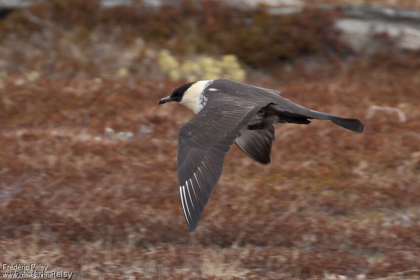 Pomarine Jaegeradult, Flight