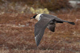 Pomarine Jaeger