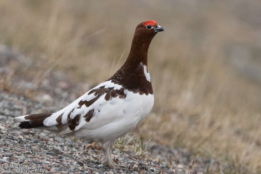 Willow Ptarmigan male adult breeding, identification