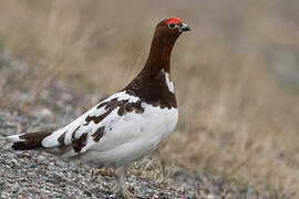 Willow Ptarmigan