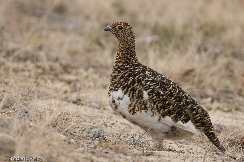 Willow Ptarmigan female adult