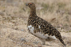 Willow Ptarmigan