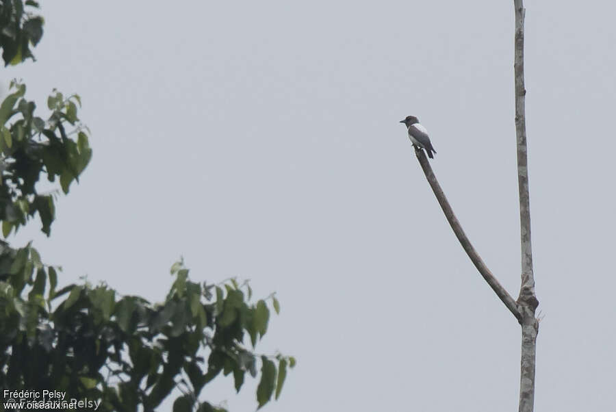 Ivory-backed Woodswallow