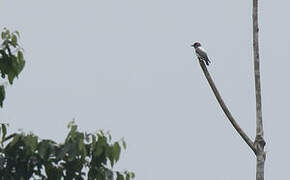 Ivory-backed Woodswallow