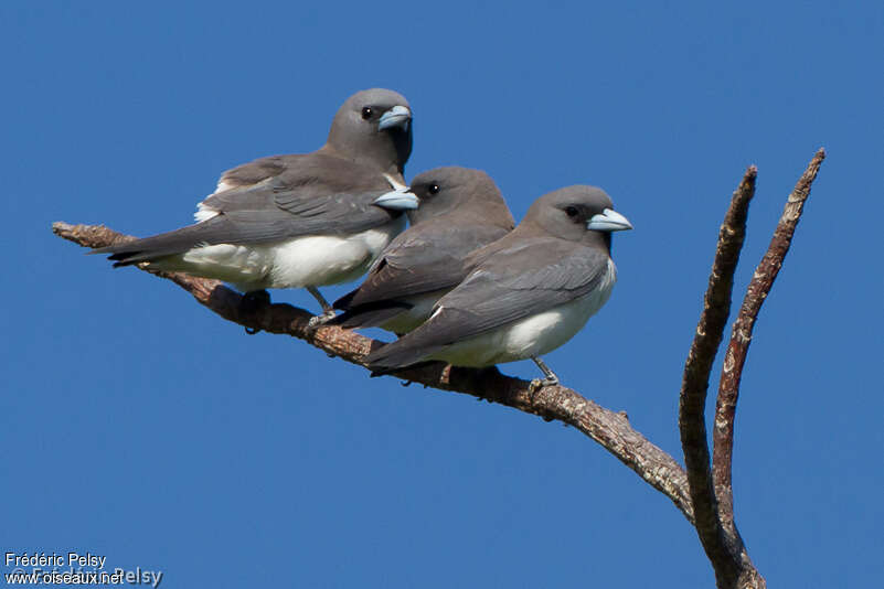 White-breasted Woodswallowadult, Behaviour