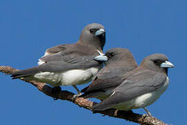 White-breasted Woodswallow