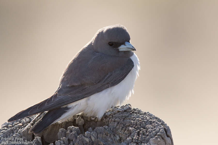 White-breasted Woodswallowadult, identification