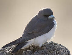 White-breasted Woodswallow