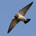 Langrayen à ventre blanc