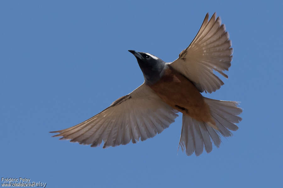 White-browed Woodswallow male adult, Flight