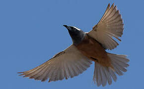 White-browed Woodswallow