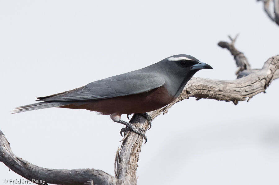 White-browed Woodswallow