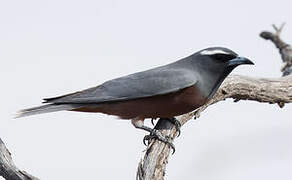 White-browed Woodswallow