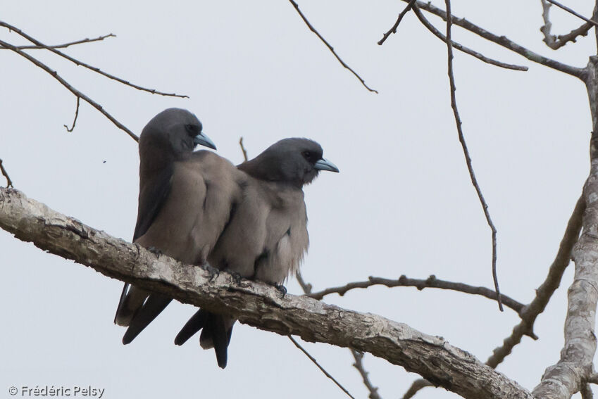 Ashy Woodswallowadult