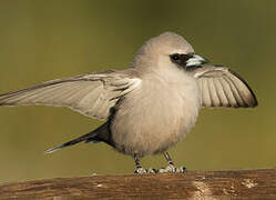 Black-faced Woodswallow