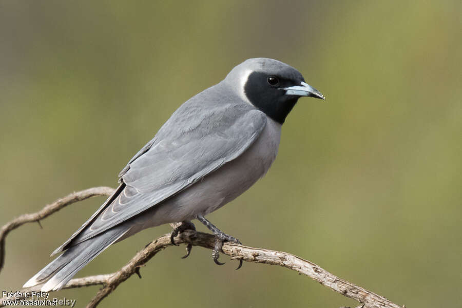 Masked Woodswallow male adult, identification