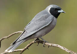 Masked Woodswallow