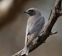 Masked Woodswallow